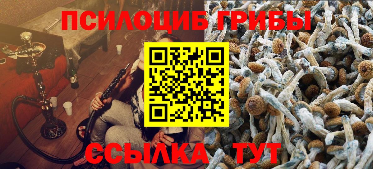 Галлюциногенные грибы Psilocybe Партизанск