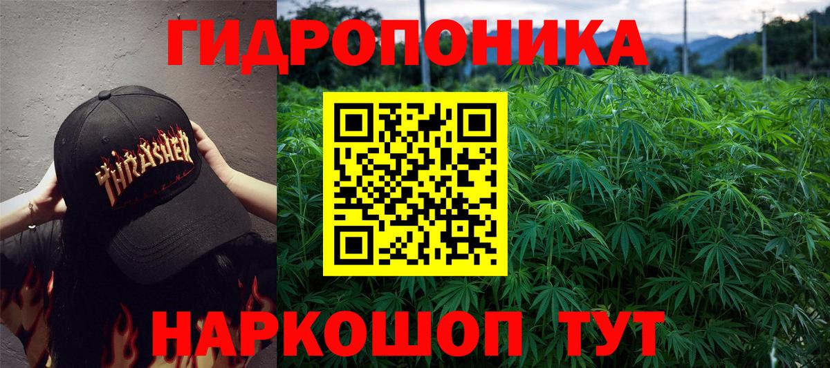 Каннабис OG Kush Партизанск
